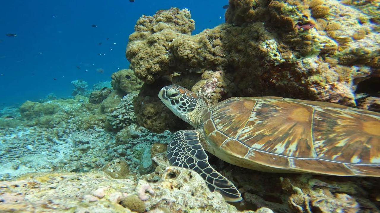 Lvis Blancura Hotel Dharavandhoo Eksteriør billede