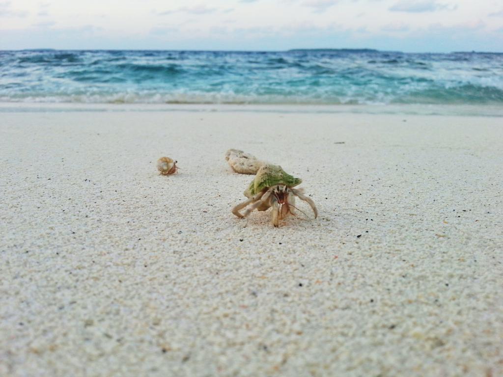 Lvis Blancura Hotel Dharavandhoo Eksteriør billede
